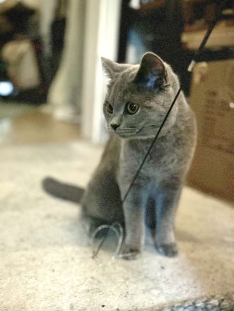 Suche freundlichen Deckkater