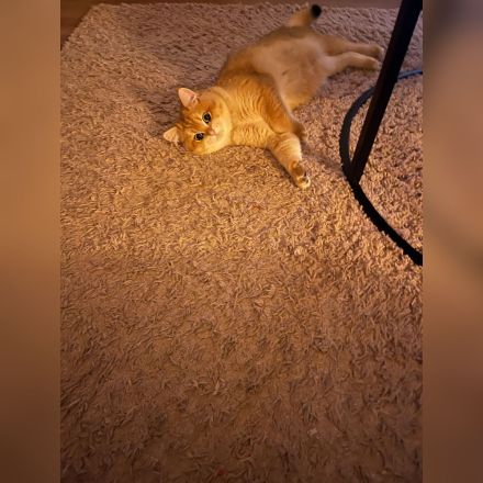 British Kurzhaar (BKH) Golden Shaded Kater sucht liebevolles Zuhause