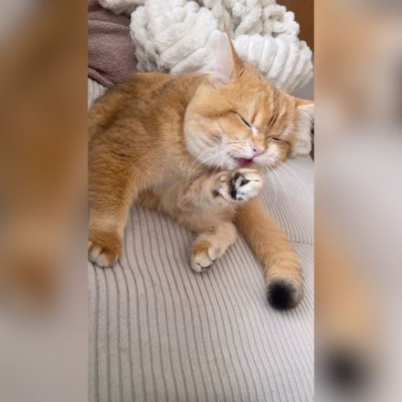 British Kurzhaar (BKH) Golden Shaded Kater sucht liebevolles Zuhause