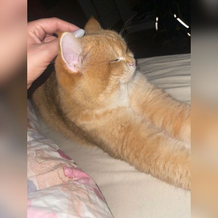 British Kurzhaar (BKH) Golden Shaded Kater sucht liebevolles Zuhause