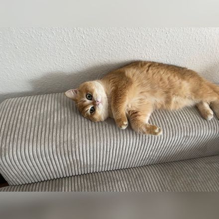 British Kurzhaar (BKH) Golden Shaded Kater sucht liebevolles Zuhause