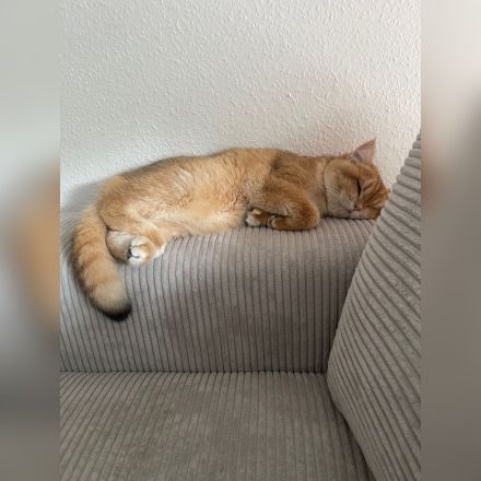 British Kurzhaar (BKH) Golden Shaded Kater sucht liebevolles Zuhause