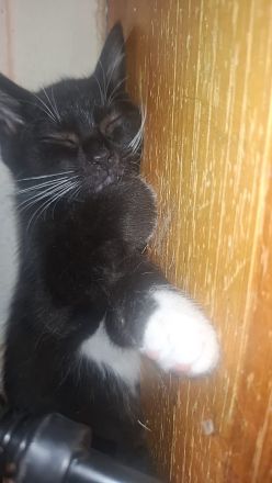 BKH Kitten