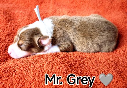 Australian Shepherd Welpen in Red White Copper mit Papieren
