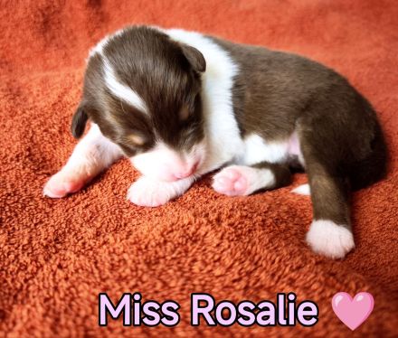 Australian Shepherd Welpen in Red White Copper mit Papieren
