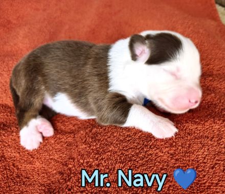 Australian Shepherd Welpen in Red White Copper mit Papieren