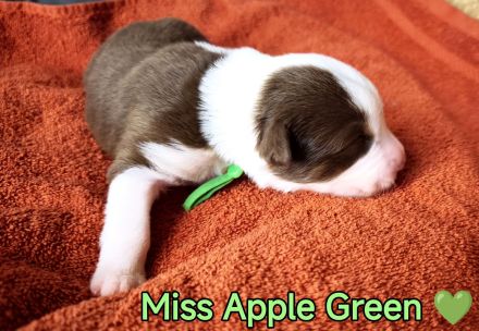 Australian Shepherd Welpen in Red White Copper mit Papieren