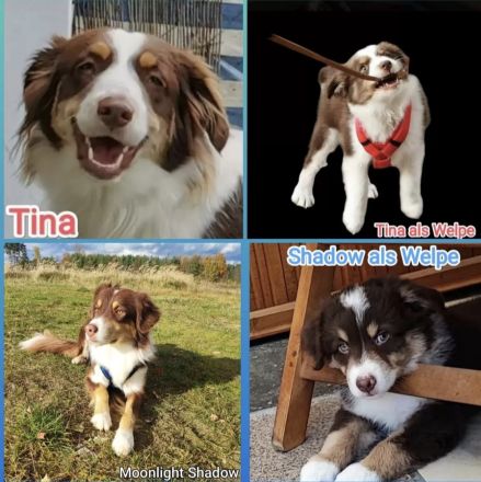Australian Shepherd Welpen in Red White Copper mit Papieren