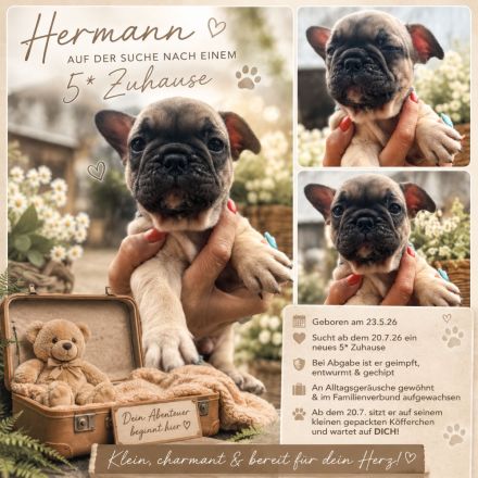 Hermann sucht ein 5* ZuHause ♥️