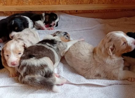 Australian Shepherd Welpen