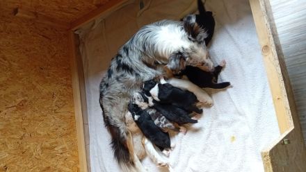 Australian Shepherd Welpen