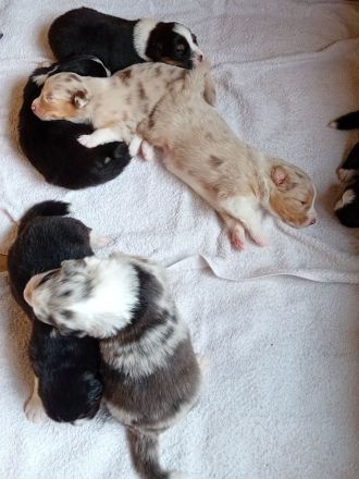 Australian Shepherd Welpen