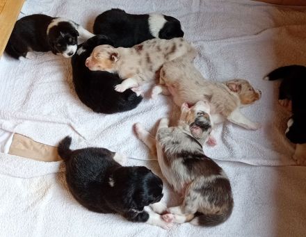 Australian Shepherd Welpen