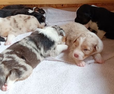 Australian Shepherd Welpen