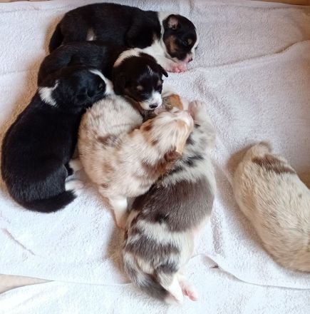 Australian Shepherd Welpen