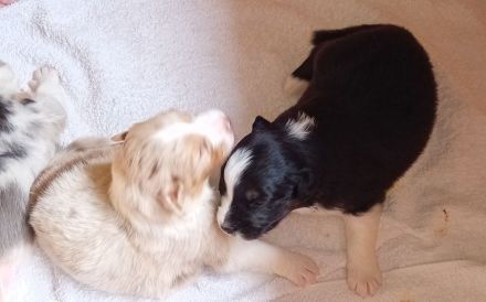 Australian Shepherd Welpen