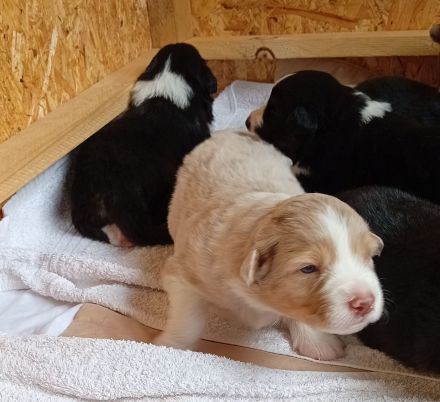 Australian Shepherd Welpen