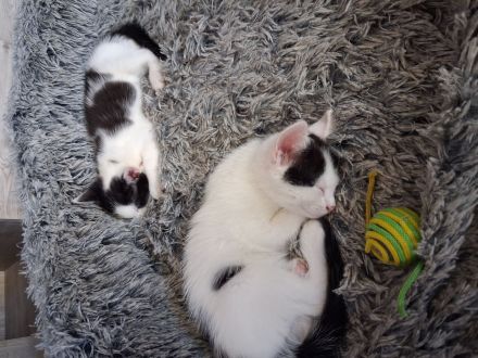 Katzen abzugeben