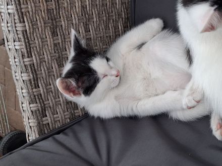 Katzen abzugeben