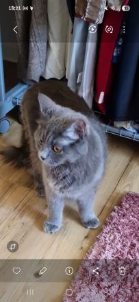 Liebevolle Katze 🐈🐈🐈