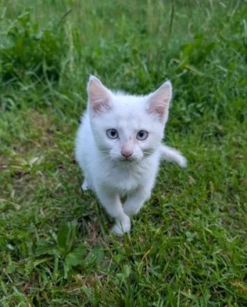 kleiner weißer Kater Piccolino - 3 Monate alt - Katerchen - Kätzchen - Katzenjunge