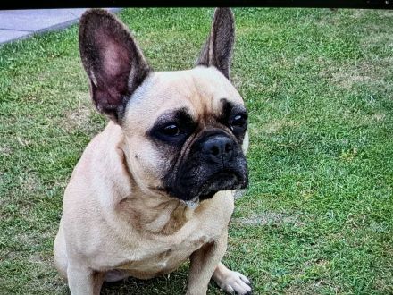 Französische Bulldogge Mix