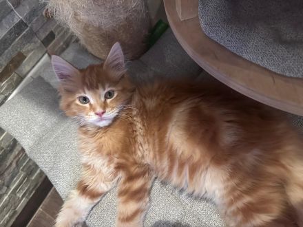 Reinrassiger süßer Maine Coon Kater sucht neues Zuhause
