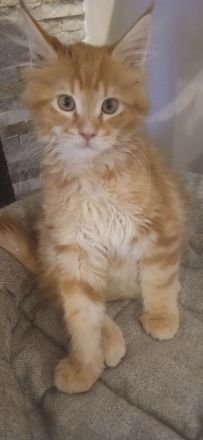 Reinrassiger süßer Maine Coon Kater sucht neues Zuhause
