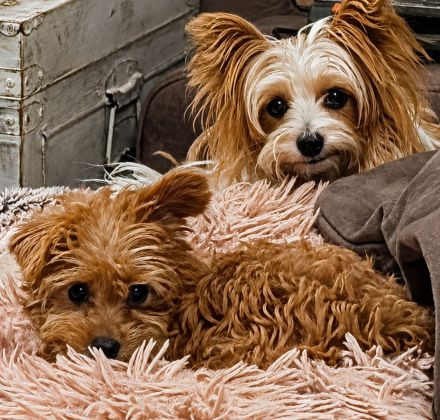 Hundeerziehung leicht gemacht: Verstehen, statt nur trainieren! Das Buch rund um den Hund