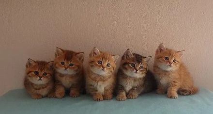 Britisch Kurzhaar- Babys in golden