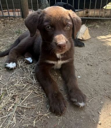 Kleine Aussiedor Fellnasen