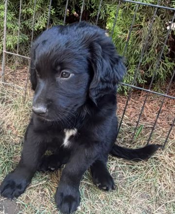 Kleine Aussiedor Fellnasen