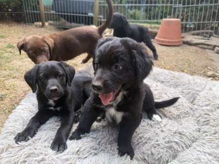 Kleine Aussiedor Fellnasen