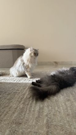 🐾 Liebevolle Katzen suchen ein neues Zuhause ❤️