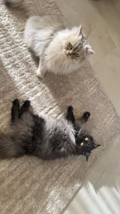 🐾 Liebevolle Katzen suchen ein neues Zuhause ❤️