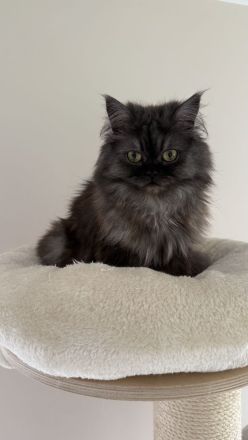 🐾 Liebevolle Katzen suchen ein neues Zuhause ❤️