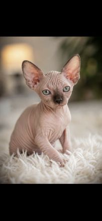 Sphynx Kitten