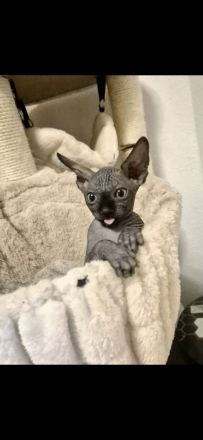 Sphynx Kitten