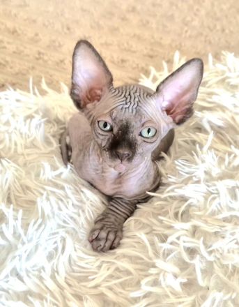 Sphynx Kitten