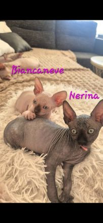 Sphynx Kitten