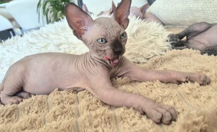 Sphynx Kitten