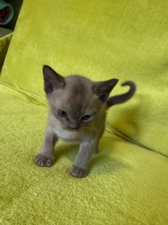 Burma katze