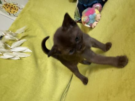 Burma katze