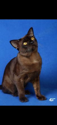 Burma katze