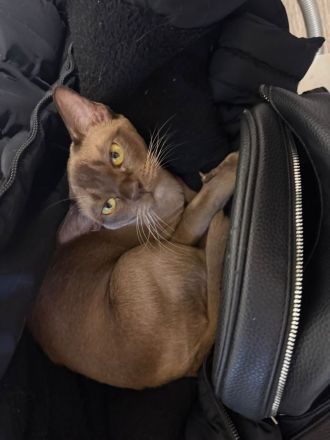 Burma katze
