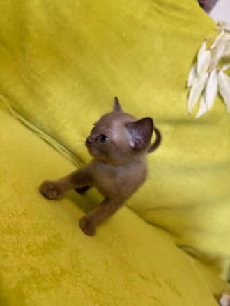 Burma katze
