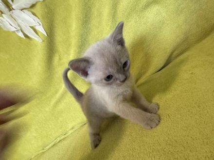 Burma katze