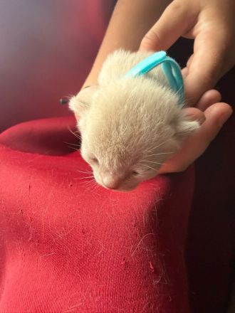 Burma katze