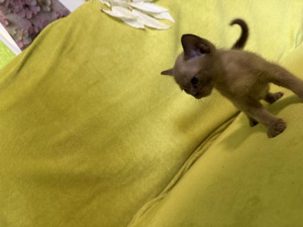 Burma katze
