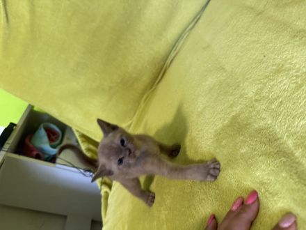 Burma katze